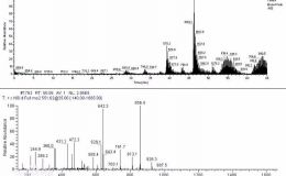 基于生物质谱的蛋白鉴定、定量、翻译后修饰分析