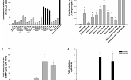 双荧光素酶报告基因检测