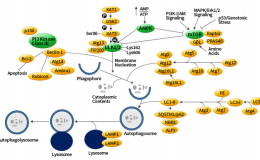 细胞自噬研究
