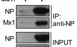 免疫共沉淀（coIP）