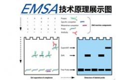 凝胶迁移或电泳迁移率EMSA实验