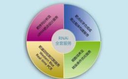 RNA干扰/RNAi基因干扰/SiRNA实验服务