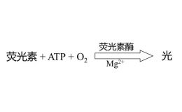 类器官药效/毒性(ATP法)