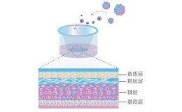 人表皮类器官模型构建