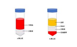 外周血PBMC分离提取