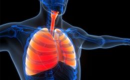 IPS诱导肺类器官