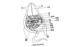 小鼠肾脏类器官