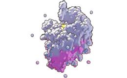 免疫杀伤效率定量-LDH检测（ELISA）