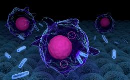 免疫杀伤效率定量-IFN-γ检测（ELISA）