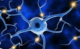 类器官全基因组测序（WGS）