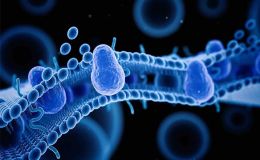 类器官的药物临床前安全性评价