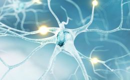 药物神经毒性评价