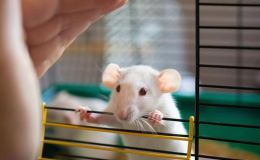 体内外联合药效分析