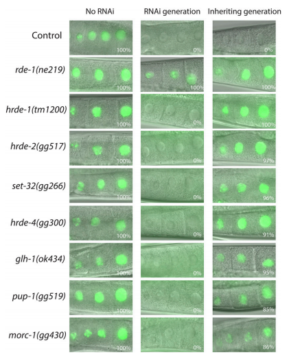 RNAi.png