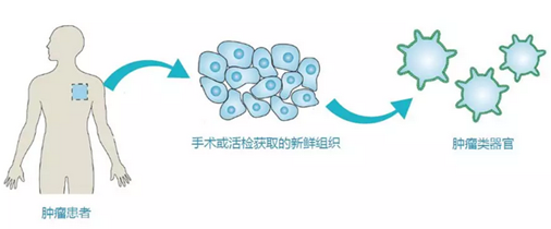 类器官培养.png