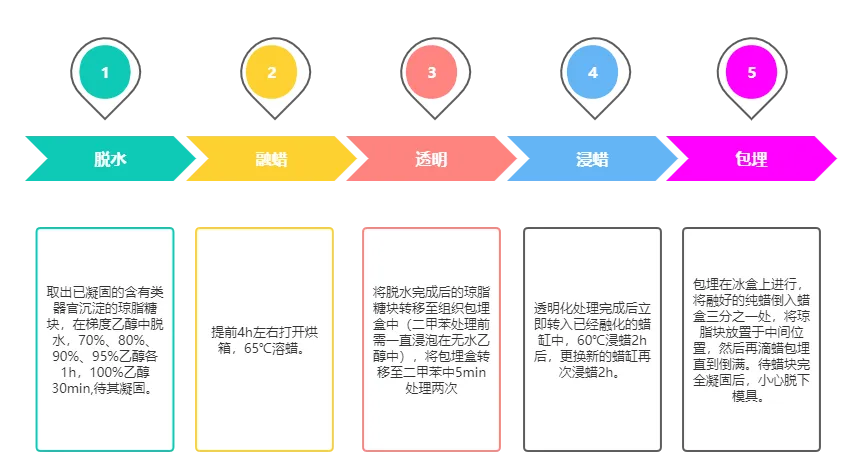 包埋切片.png