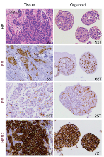 1772264732654830.png 7e7611284325cb59dda926fb715bb1e2_640_wx_fmt=png&tp=webp&wxfrom=5&wx_lazy=1#imgIndex=4.png