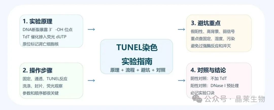 1775788926531190.jpg 02.jpg