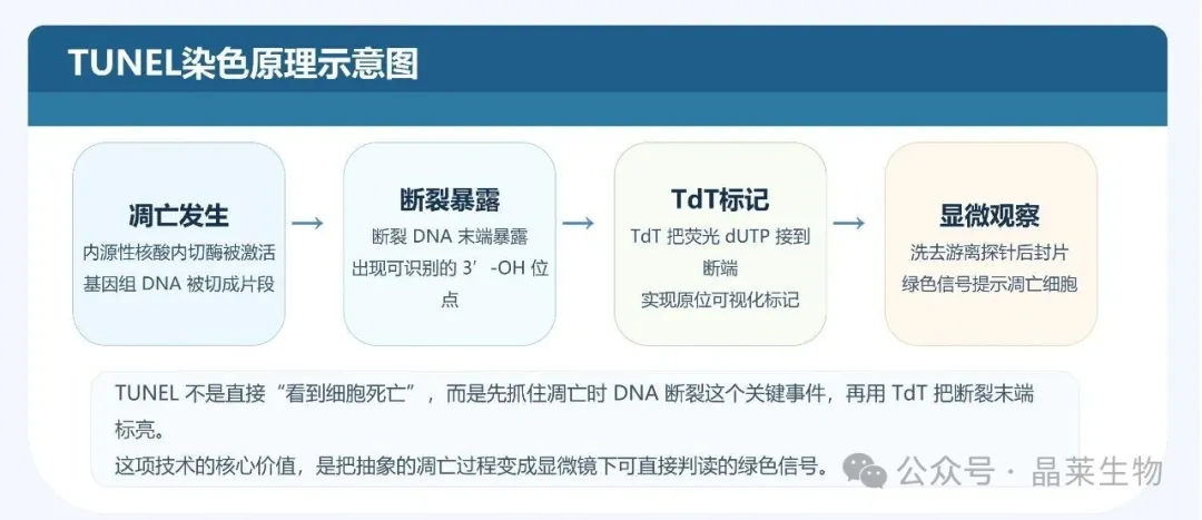 1775788932737427.jpg 03.jpg