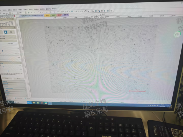 1783300460458459.png 肝脏类器官.png